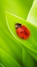 Scaricare immagine Ladybugs, Insects, Grass sul telefono gratis.