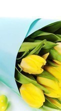 Scaricare immagine Bouquets, Flowers, Background, Easter, Holidays, Tulips sul telefono gratis.
