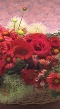 Scaricare immagine Holidays, Plants, Flowers, Roses, Chrysanthemum, Bouquets sul telefono gratis.