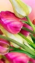 Scaricare immagine Bouquets, Flowers, Drops, Plants, Tulips sul telefono gratis.
