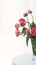 Scaricare immagine Bouquets, Flowers, Still life, Plants sul telefono gratis.