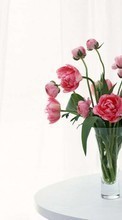 Scaricare immagine Bouquets, Flowers, Objects, Peonies, Plants sul telefono gratis.