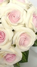 Scaricare immagine Bouquets, Flowers, Objects, Holidays, Plants, Roses, Wedding sul telefono gratis.