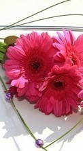 Scaricare immagine Bouquets, Flowers, Holidays, Plants sul telefono gratis.
