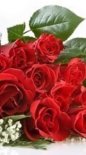 Scaricare immagine Bouquets, Flowers, Holidays, Plants, Roses sul telefono gratis.