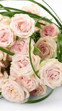 Scaricare immagine Bouquets, Flowers, Holidays, Plants, Roses sul telefono gratis.