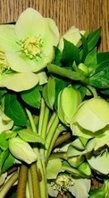 Bouquets, Flowers, Plants per HTC Hero