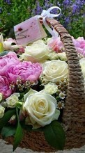 Bouquets,Flowers,Plants per Motorola Milestone XT720
