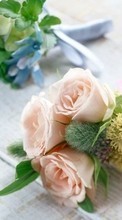 Scaricare immagine Bouquets,Flowers,Plants sul telefono gratis.