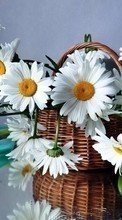 Scaricare immagine Bouquets,Flowers,Plants,Camomile sul telefono gratis.