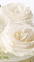 Scaricare immagine Bouquets, Flowers, Plants, Roses sul telefono gratis.