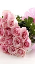 Scaricare immagine Bouquets,Flowers,Plants,Roses sul telefono gratis.