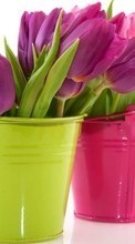 Scaricare immagine Bouquets, Flowers, Plants, Tulips sul telefono gratis.