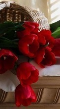 Scaricare immagine Bouquets, Flowers, Plants, Tulips sul telefono gratis.