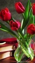 Scaricare immagine Bouquets,Flowers,Plants,Tulips sul telefono gratis.