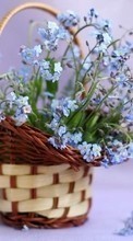 Scaricare immagine Bouquets,Plants sul telefono gratis.