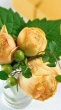 Scaricare immagine Bouquets, Plants, Roses sul telefono gratis.