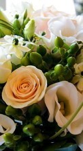 Scaricare immagine Bouquets,Plants,Roses sul telefono gratis.