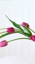 Scaricare immagine Bouquets, Plants, Tulips sul telefono gratis.
