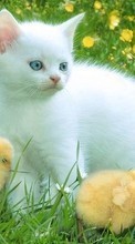 Scaricare immagine Animals, Cats, Birds, Grass, Chicks sul telefono gratis.