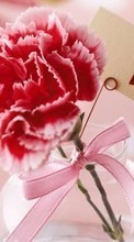 Scaricare immagine Flowers, Valentine&#039;s day, Carnations, Love, Holidays, Plants, Hearts sul telefono gratis.