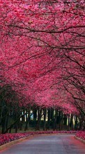 Scaricare immagine Flowers, Trees, Roads, Landscape sul telefono gratis.