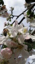 Scaricare immagine Plants, Flowers, Insects, Cherry, Bees sul telefono gratis.