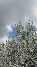 Scaricare immagine Flowers,Trees,Clouds,Landscape sul telefono gratis.