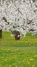 Scaricare immagine 720x1280 Landscape, Flowers, Trees sul telefono gratis.