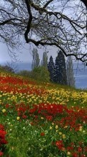 Scaricare immagine Flowers, Trees, Landscape sul telefono gratis.