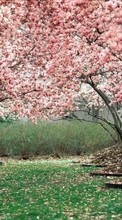 Scaricare immagine Flowers,Trees,Landscape sul telefono gratis.