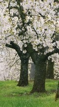 Scaricare immagine Flowers,Trees,Landscape sul telefono gratis.