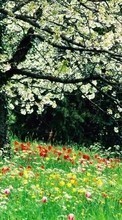 Scaricare immagine 540x960 Plants, Landscape, Flowers, Trees sul telefono gratis.