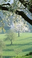 Scaricare immagine Plants, Landscape, Flowers, Trees sul telefono gratis.