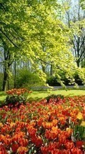 Scaricare immagine 1280x800 Plants, Landscape, Flowers, Trees, Tulips sul telefono gratis.