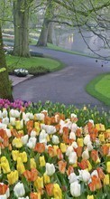 Scaricare immagine Flowers,Trees,Landscape,Tulips sul telefono gratis.
