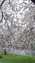 Scaricare immagine 1024x768 Landscape, Flowers, Water, Trees, Cherry sul telefono gratis.