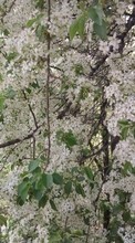 Scaricare immagine Flowers, Trees, Plants sul telefono gratis.