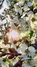 Scaricare immagine Flowers, Trees, Plants sul telefono gratis.