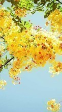 Scaricare immagine Flowers,Trees,Plants sul telefono gratis.