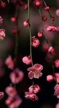 Flowers, Trees, Plants, Sakura per HTC Radar