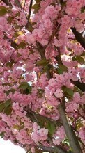 Scaricare immagine Flowers, Trees, Plants, Sakura sul telefono gratis.