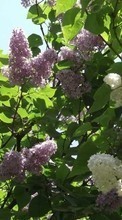 Scaricare immagine Flowers, Trees, Plants, Lilac sul telefono gratis.