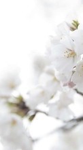 Scaricare immagine Flowers, Trees, Plants, Cherry sul telefono gratis.