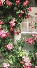 Scaricare immagine Flowers,Houses,Landscape sul telefono gratis.