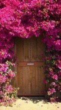 Scaricare immagine Flowers, Houses, Landscape, Plants sul telefono gratis.