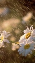 Scaricare immagine Plants, Flowers, Rain, Camomile sul telefono gratis.