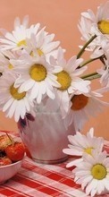 Scaricare immagine Plants, Flowers, Food, Strawberry, Camomile sul telefono gratis.