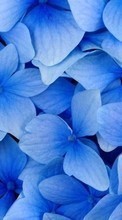 Scaricare immagine 1280x800 Plants, Flowers, Backgrounds, Violet sul telefono gratis.