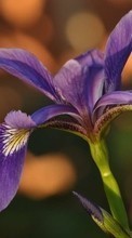 Scaricare immagine Flowers,Violet,Plants sul telefono gratis.